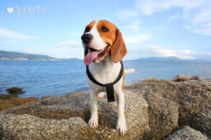 Beagle nas rochas em Florianópolis