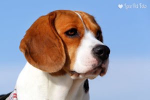 O beagle Snoopy com ceu azul