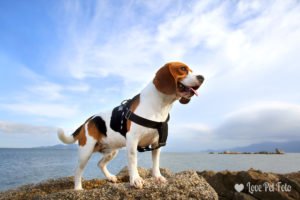 beagle nas rochas na praia