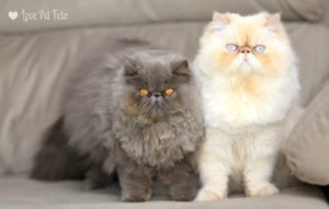 Ensaio pet foto gato persa