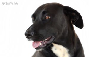 Labrador com pitbull ensaio estúdio em domicílio