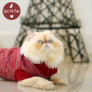 Love Pet Foto, gato persa