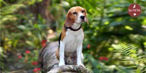 Love pet foto ensaio pet beagle
