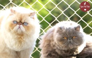 ensaio gatos persas pela love pet foto