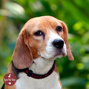 Bigô Ensaio Pet Beagle